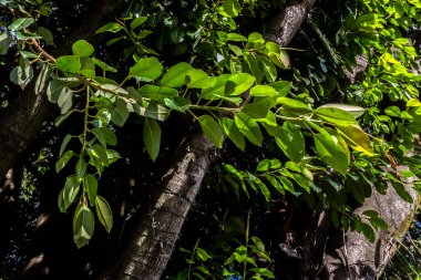Brezilya 'daki güzel Ficus Elastica ağacı. Sıcak ve güneşli bir günde ağaçların renkli yaprakları. İncir banyan grubunda büyük bir ağaçtır. Güçlü ve düzensiz gövde. Geniş, parlak oval yaprakları var.