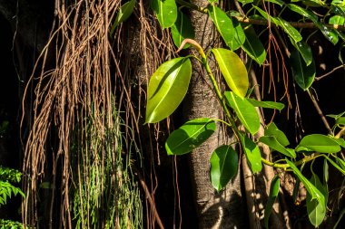 Brezilya 'daki güzel Ficus Elastica ağacı. Sıcak ve güneşli bir günde ağaçların renkli yaprakları. İncir banyan grubunda büyük bir ağaçtır. Güçlü ve düzensiz gövde. Geniş, parlak oval yaprakları var.