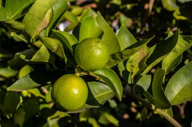 Brezilya 'da bir aile çiftliğindeki ağaçta yeşil limon. Yeşil turunçgillere yakın plan, doğal arka plan. Doğa konsepti