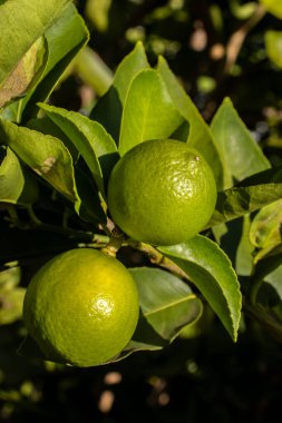 Brezilya 'da bir aile çiftliğindeki ağaçta yeşil limon. Yeşil turunçgillere yakın plan, doğal arka plan. Doğa konsepti