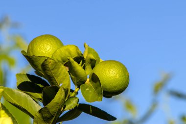 Brezilya 'da bir aile çiftliğindeki ağaçta yeşil limon. Yeşil turunçgillere yakın plan, doğal arka plan. Doğa konsepti