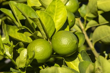 Brezilya 'da bir aile çiftliğindeki ağaçta yeşil limon. Yeşil turunçgillere yakın plan, doğal arka plan. Doğa konsepti