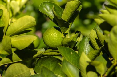 Brezilya 'da bir aile çiftliğindeki ağaçta yeşil limon. Yeşil turunçgillere yakın plan, doğal arka plan. Doğa konsepti