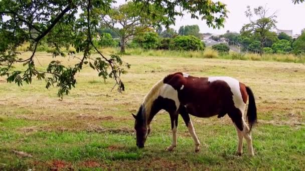 Zauważono Karmienie Koni Pastwisku Rancza Brazylii — Wideo stockowe