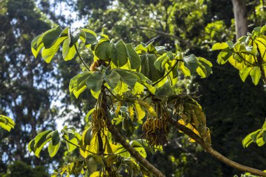 Embauba-do-brejo, Cecropia pachystachya, Brezilya 'da. Brezilya 'daki Atlantik Ormanı' nın öncü bitkilerine ait.