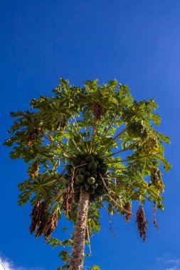 Brezilya 'da bir çiftlikte yeşil meyveli papaya, geçim tarımı