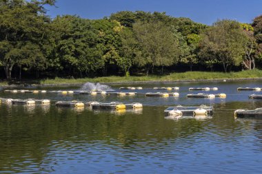 Brezilya 'da bir balık çiftliğinde tilapia yetiştirmek için kullanılan tanklar ağı