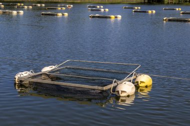 Brezilya 'da bir balık çiftliğinde tilapia yetiştirmek için kullanılan tanklar ağı