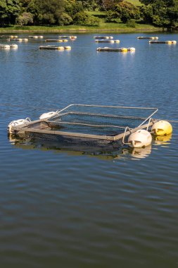 Brezilya 'da bir balık çiftliğinde tilapia yetiştirmek için kullanılan tanklar ağı