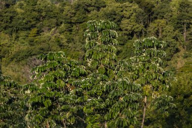 Brezilya 'da Atlantik yağmur ormanlarındaki Embauba ağacı veya Cecropia ağacı