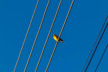 Canary-of-the-earth, Sicalis flaveola, also known as Canarinho, perched on electrical grid cables in Brazil clipart