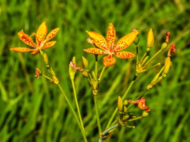 Leopar çiçeği portakal çiçeği açan (Iris domestica). Blackberry Lily çiçekleri Brezilya 'da seçici odak noktasını kapatır