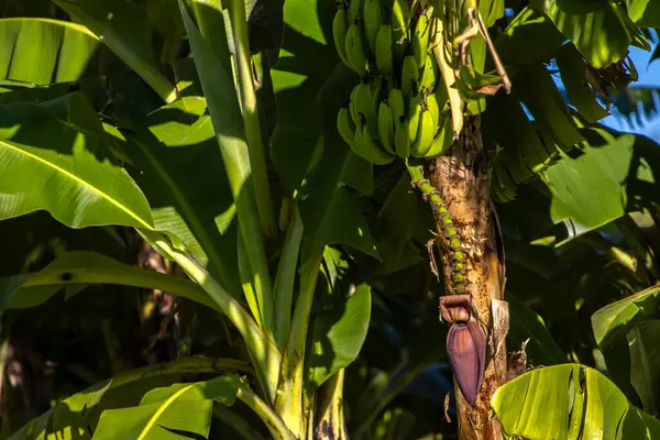 브라질의 식물에서 바나나 무리의 로열티 프리 스톡 사진
