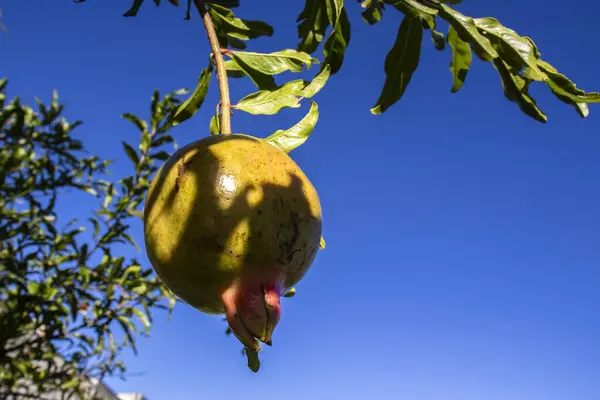 Rijp Groen Granaatappelfruit Boomtak Het Gebladerte Achtergrond Stockafbeelding