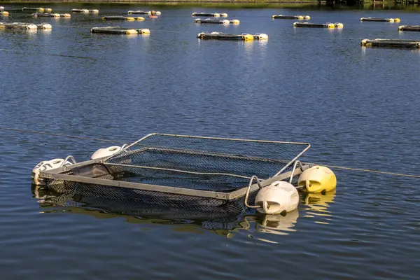 브라질의 물고기 농장에서 틸라피아를 키우는 사용되는 스톡 사진