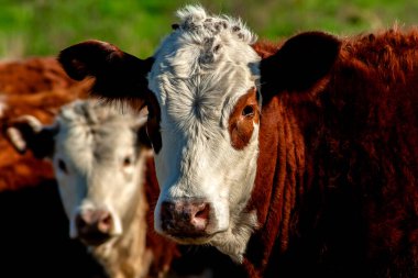 Brezilya çiftliğindeki otlaktaki Hereford sığırları sürüsü.