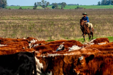 Dom Pedrito, Rio Grande do Sul, Brezilya, 15 Temmuz 2008. Atın üstündeki çiftçi Hereford sığırları otlaktaki çiftlik hayvanlarının çiftliğinde.