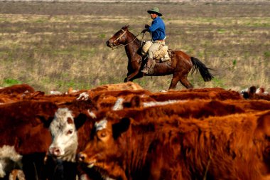 Dom Pedrito, Rio Grande do Sul, Brezilya, 15 Temmuz 2008. Atın üstündeki çiftçi Hereford sığırları otlaktaki çiftlik hayvanlarının çiftliğinde.