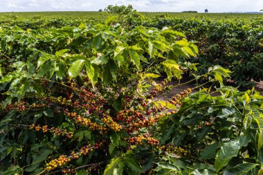 Brezilya çiftliğindeki tarlada kahve ağacındaki kahve çekirdekleri. Brezilya