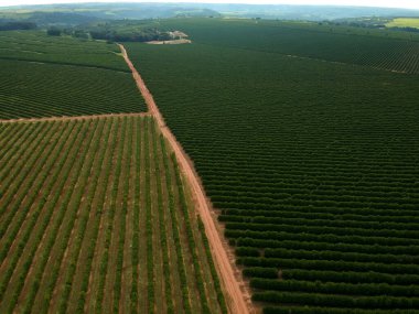 Brezilya 'da yeşil bir kahve tarlasının hava aracı görüntüsü