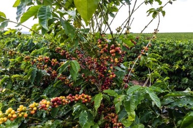 Brezilya çiftliğindeki tarlada kahve ağacındaki kahve çekirdekleri. Brezilya