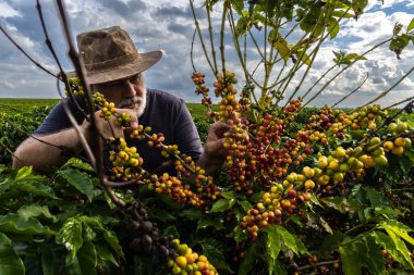 Farmer analyzes the fruits that sprout from coffee trees on a farm in Brazil clipart