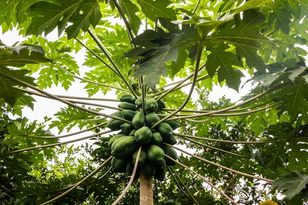 Natuur Verse Groene Papaya Boom Met Fruit Natuur Boomgaard Brazilië Stockfoto