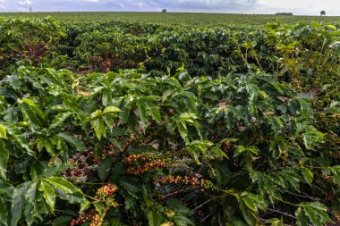 Brezilya çiftliğindeki tarlada kahve ağacındaki kahve çekirdekleri. Brezilya