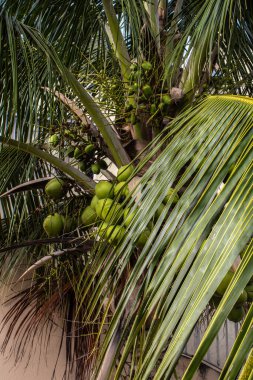Ağaçta hindistan cevizi kümesi var. Brezilya 'da hindistan cevizi ağacında hindistan cevizi kümesi