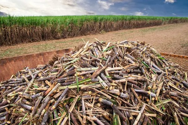 Oogstmachine Werkend Suikerrietveld Een Boerderij Brazilië Stockfoto
