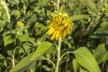 Yaygın Ayçiçeği (Helianthus annuus) Brezilya 'da yenilebilir yağı ve yenilebilir tohumu için bir mahsul olarak yetiştirilir.