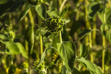 Yaygın Ayçiçeği (Helianthus annuus) Brezilya 'da yenilebilir yağı ve yenilebilir tohumu için bir mahsul olarak yetiştirilir.