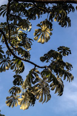 Embauba-do-brejo, Cecropia pachystachya, Brezilya 'da. Brezilya 'daki Atlantik Ormanı' nın öncü bitkilerine ait.