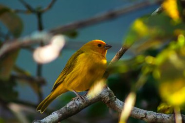 Canary-of-the-real-land (Sicalis flaveola) or the true canary (Sicalis flaveola), perched on the branch of a tree in Brazil clipart