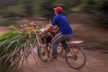 Brezilya 31 Temmuz 2008. Küçük kırsal üretici bisikletiyle şeker kamışını taşır ve Rosario do Limeira, MG 'de çiftliğin süt ineklerine yem olur.