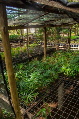 Brezilya 'daki Atlantik Ormanı' nın yeniden ağaçlandırılması için fideleri olan bir kreş.