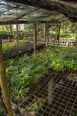 Brezilya 'daki Atlantik Ormanı' nın yeniden ağaçlandırılması için fideleri olan bir kreş.