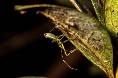 Soluk Yeşil Suikastçı Böceği (Zelus luridus) Brezilya 'da avını bekliyor.