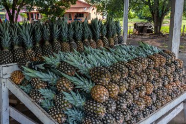 Brezilya 'da yerel bir markette satılık bir avuç olgun ananas.