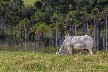 Brezilya 'da sığır eti yetiştiren bir çiftliğin çayır bölgesinde Nelore boğası.