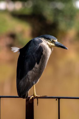 Gece balıkçıl, Nycticorax nycticorax, gri su kuşu oturma, doğal ortamdaki hayvan, Brezilya.