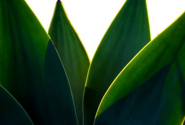 Agave Attenuata bitkisinin seçici odak noktasıyla yakın plan. Agave attenuata Brezilya 'da yaygın olarak tilki kuyruğu agave olarak bilinen büyük bir sulu sudur.