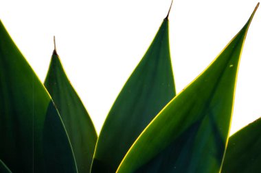 Agave Attenuata bitkisinin seçici odak noktasıyla yakın plan. Agave attenuata Brezilya 'da yaygın olarak tilki kuyruğu agave olarak bilinen büyük bir sulu sudur.