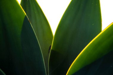 Agave Attenuata bitkisinin seçici odak noktasıyla yakın plan. Agave attenuata Brezilya 'da yaygın olarak tilki kuyruğu agave olarak bilinen büyük bir sulu sudur.