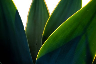 Agave Attenuata bitkisinin seçici odak noktasıyla yakın plan. Agave attenuata Brezilya 'da yaygın olarak tilki kuyruğu agave olarak bilinen büyük bir sulu sudur.