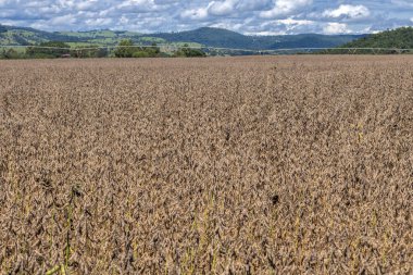 Brezilya 'da hasat edilmeden önce bitkisel tedavinin son aşaması olan kurutucu bitkinin uygulanmasından sonra soya fasulyesi çiftliği. Soya, Brezilya tarımının ana mallarından biridir..