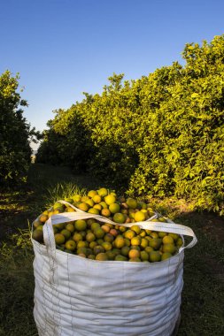 Brezilya 'daki bir çiftliğin bahçesinden toplanmış taze portakallarla dolu çantalar. Bu araziye çeşitli meyveler ekilir ve meyve suyu endüstrisine tedarik edilir..