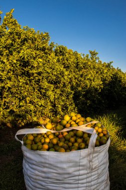 Brezilya 'daki bir çiftliğin bahçesinden toplanmış taze portakallarla dolu çantalar. Bu araziye çeşitli meyveler ekilir ve meyve suyu endüstrisine tedarik edilir..