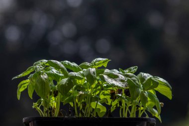 Brezilya 'da yeşil fesleğen (Ocimum bazilika) yapraklarının yakın plan çekimi