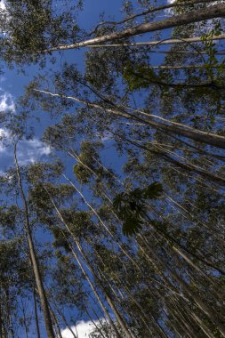 Brezilya 'da bir çiftlikte okaliptüs ekilmiş bir orman